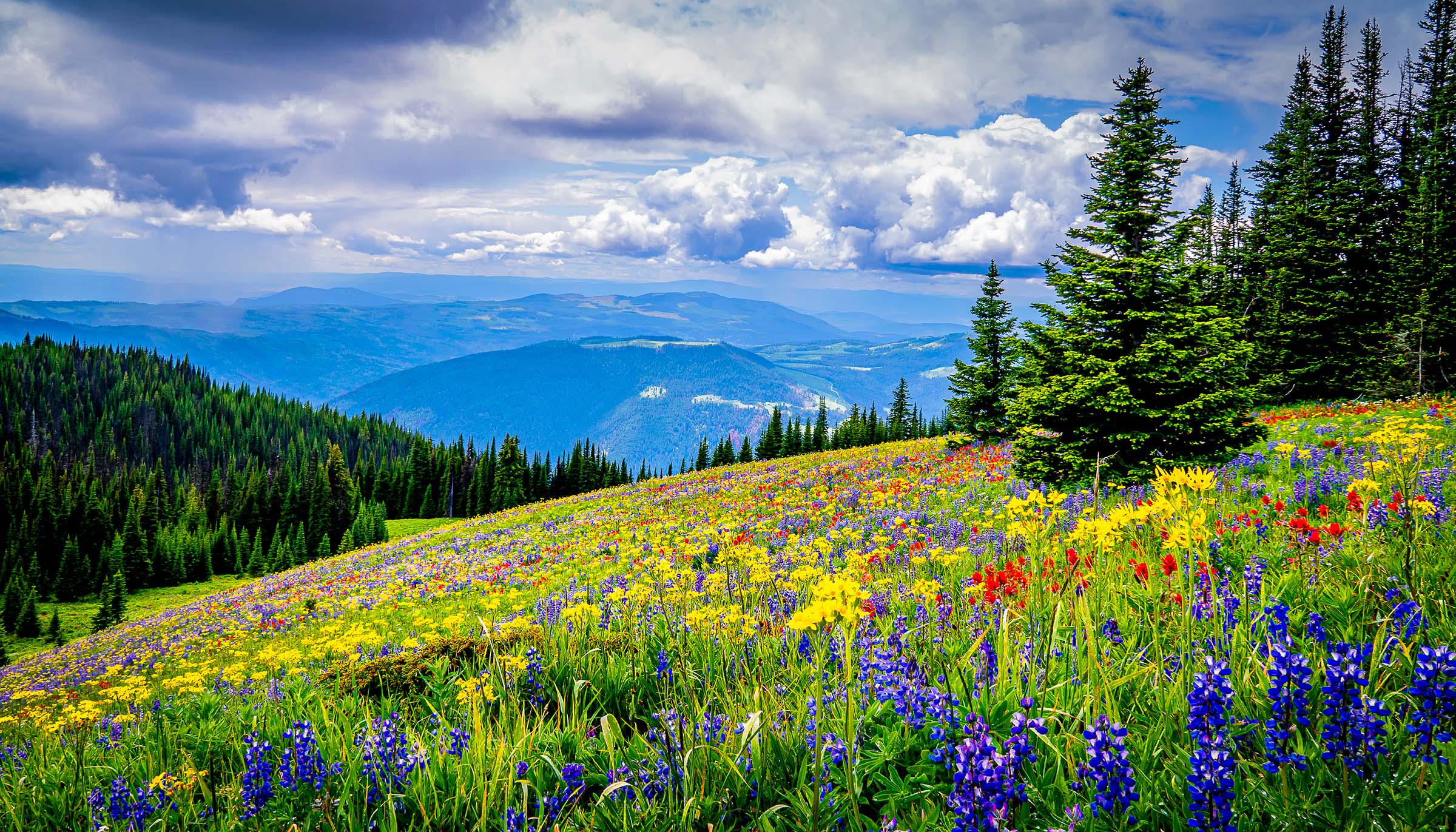 Hiking among the Wildflowers on Tod Mountain Tain, British Columbia, Canada